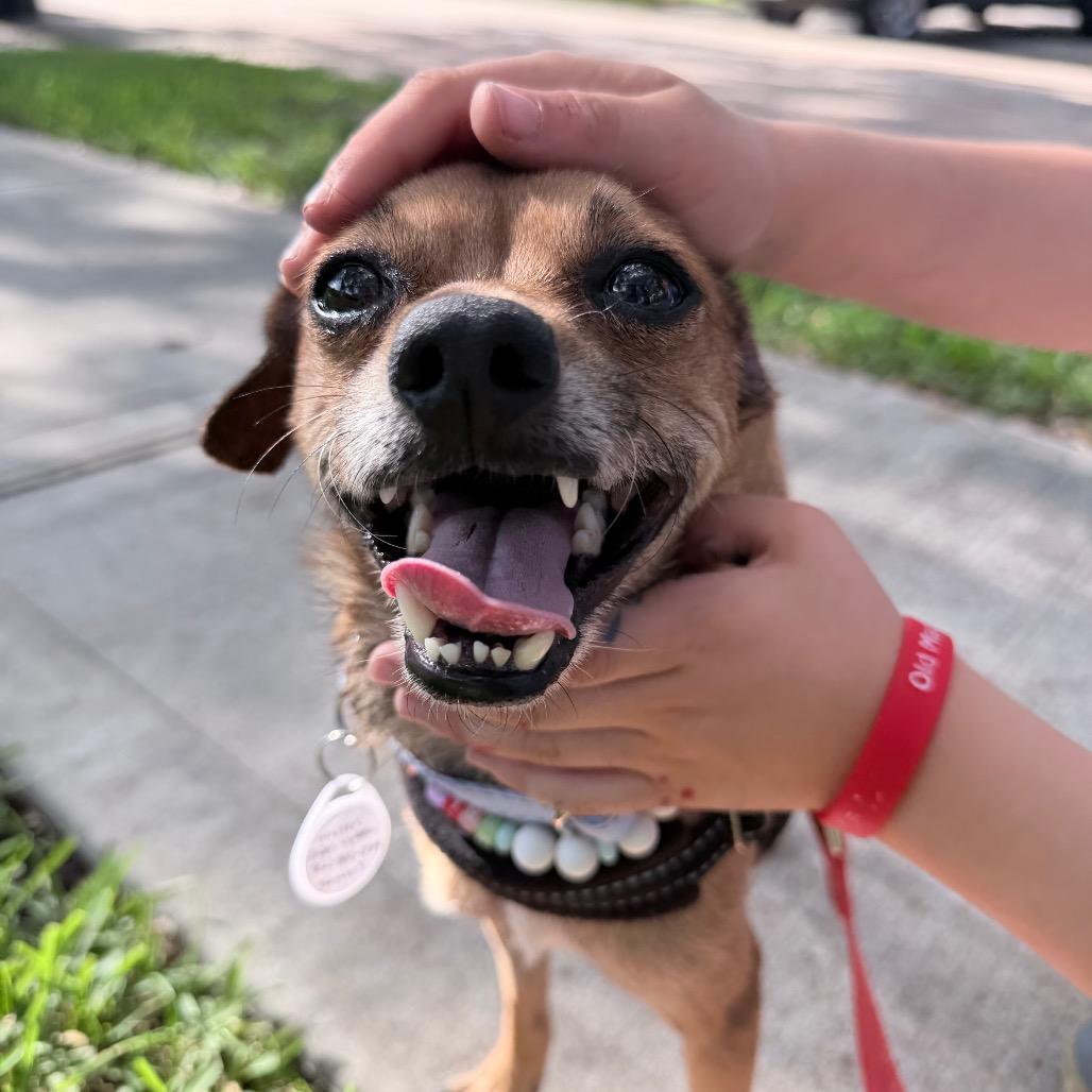 Enlarge Walter, a Adoptable Chihuahua in Katy, TX image 2/2