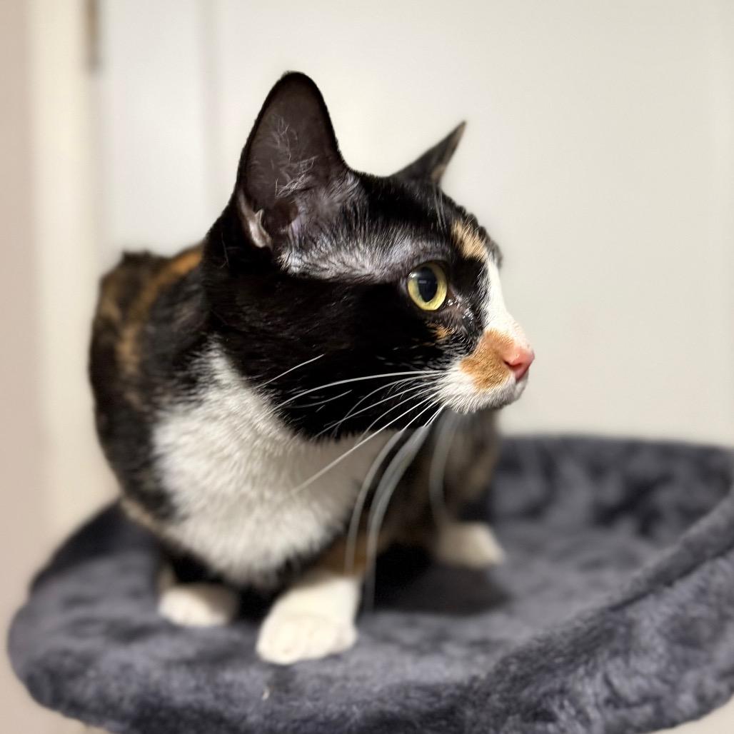 Felicia, Adoptable, Young Female Domestic Short Hair.