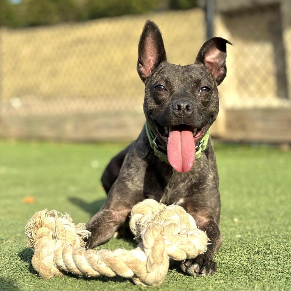 Pope, Adoptable, Adult Male Terrier & Mixed Breed.