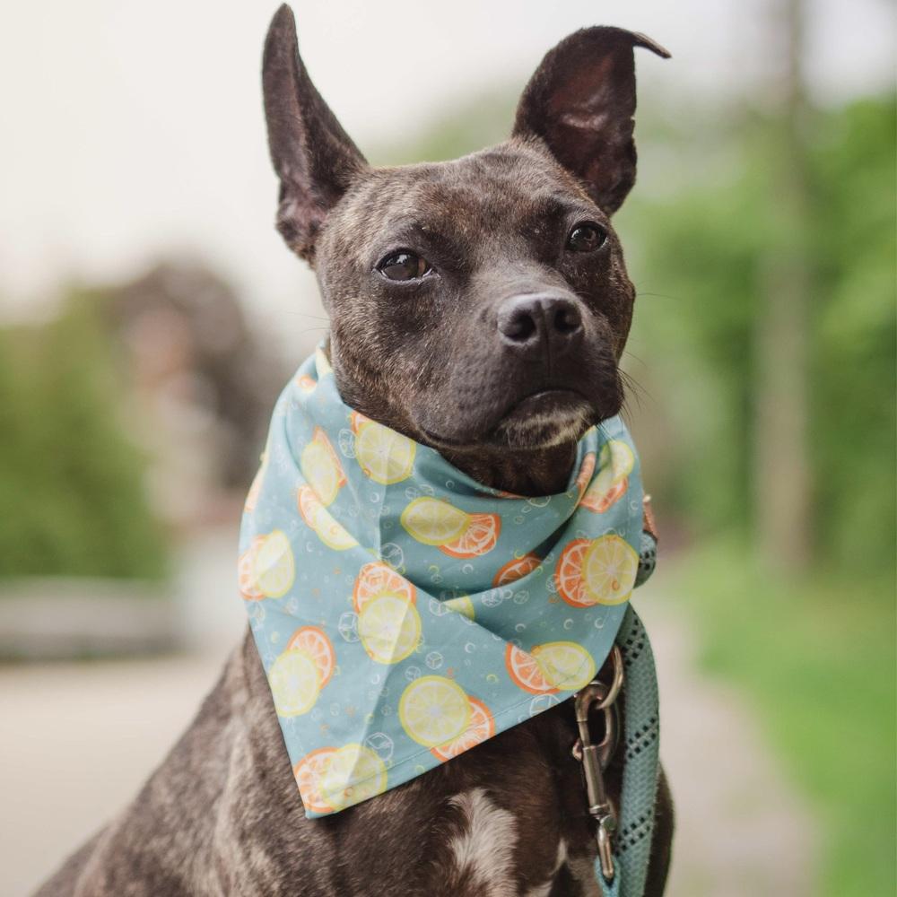 Enlarge Pope, a Adoptable mixed breed in Long Island City, NY image 2/6