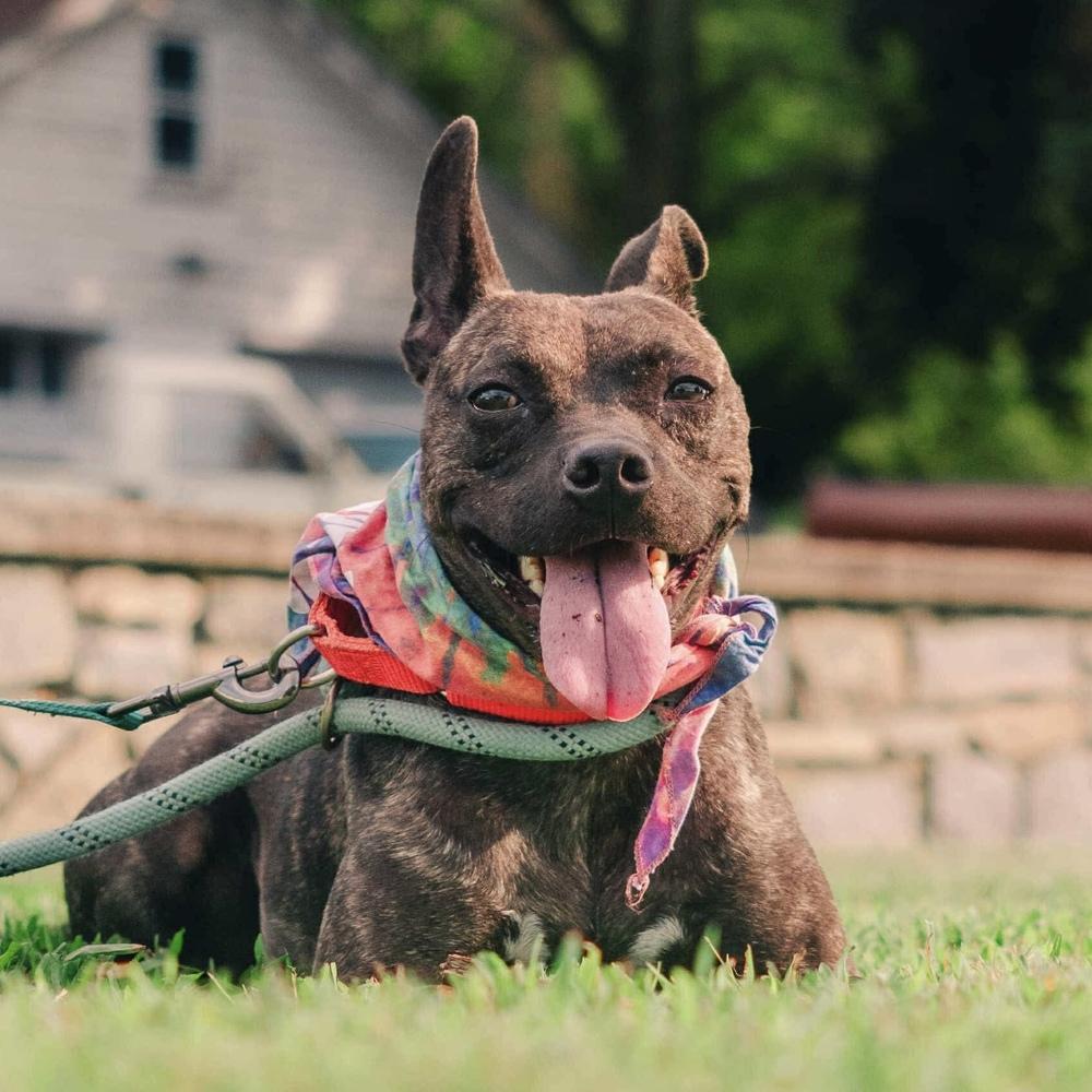 Enlarge Pope, a Adoptable mixed breed in Long Island City, NY image 3/6