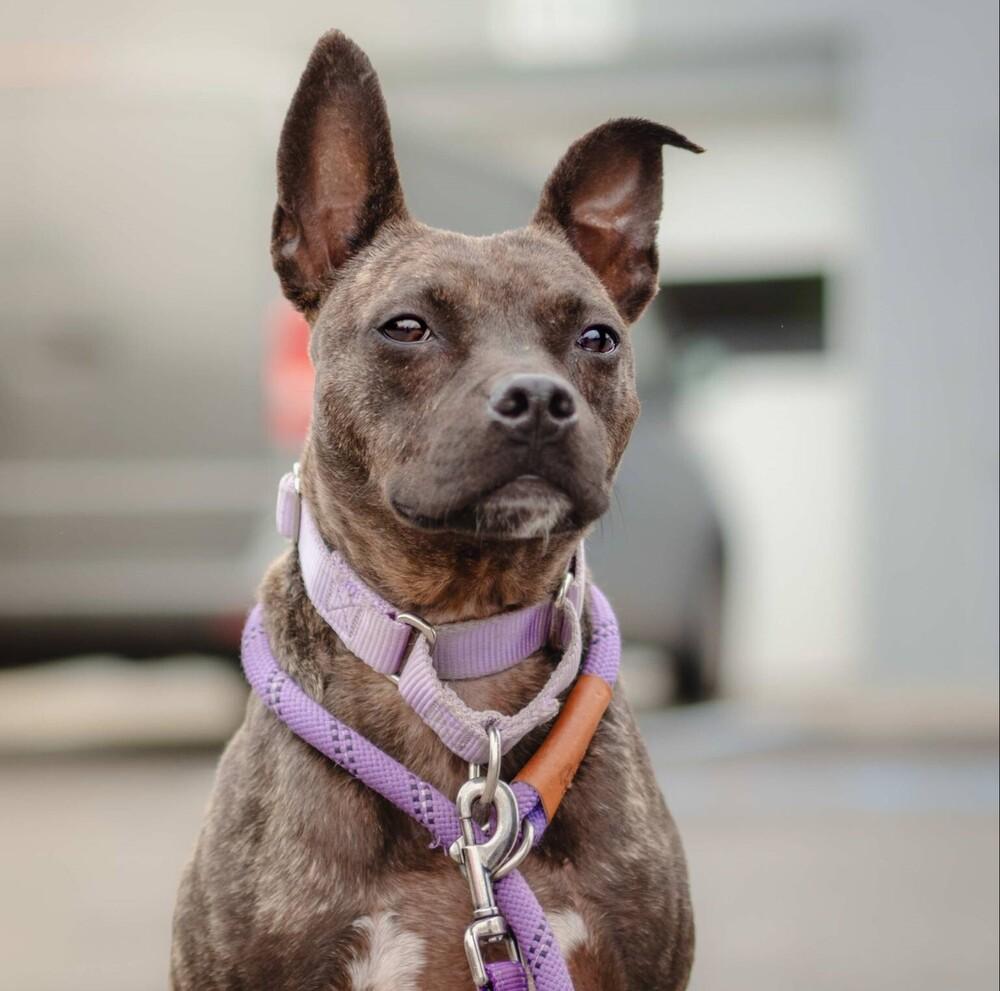 Enlarge Pope, a Adoptable mixed breed in Long Island City, NY image 4/6