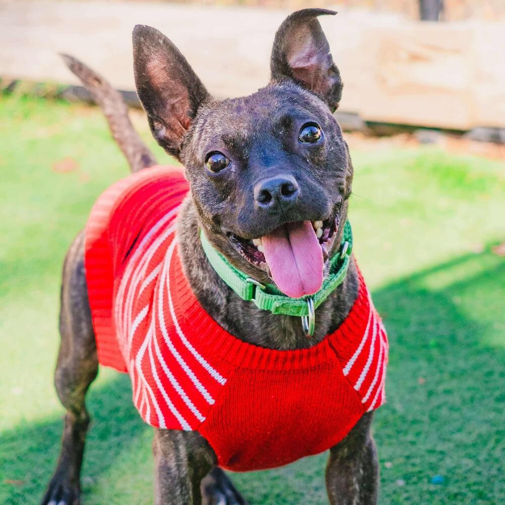 Enlarge Pope, a Adoptable mixed breed in Long Island City, NY image 5/6