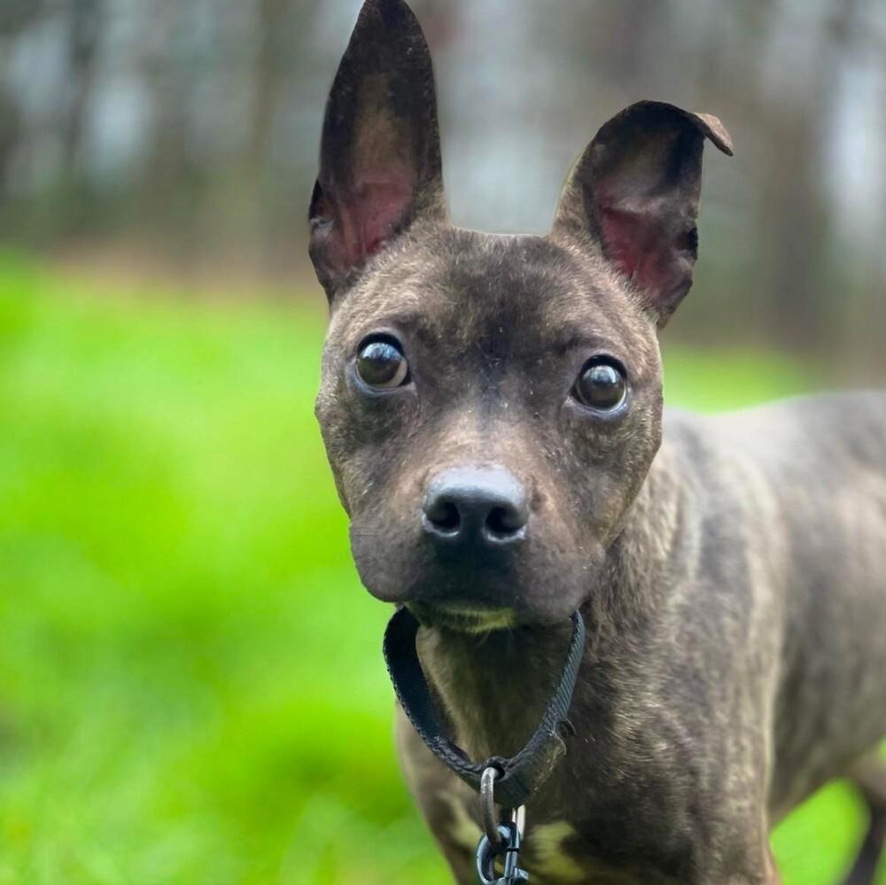 Enlarge Pope, a Adoptable mixed breed in Long Island City, NY image 6/6