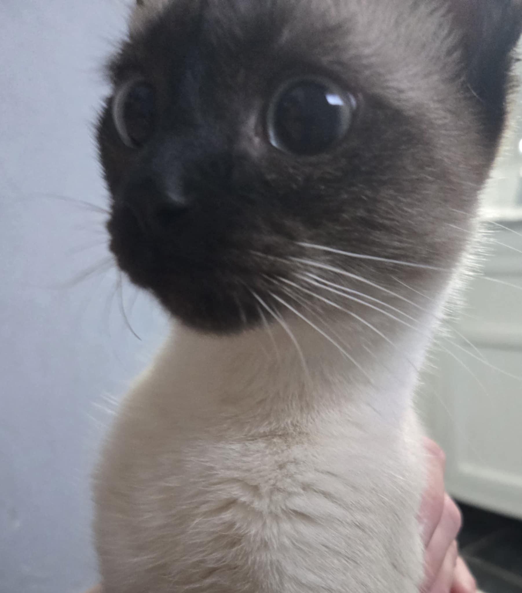 Jasmine (#2), an adoptable Siamese in Mabank, TX image 1/3