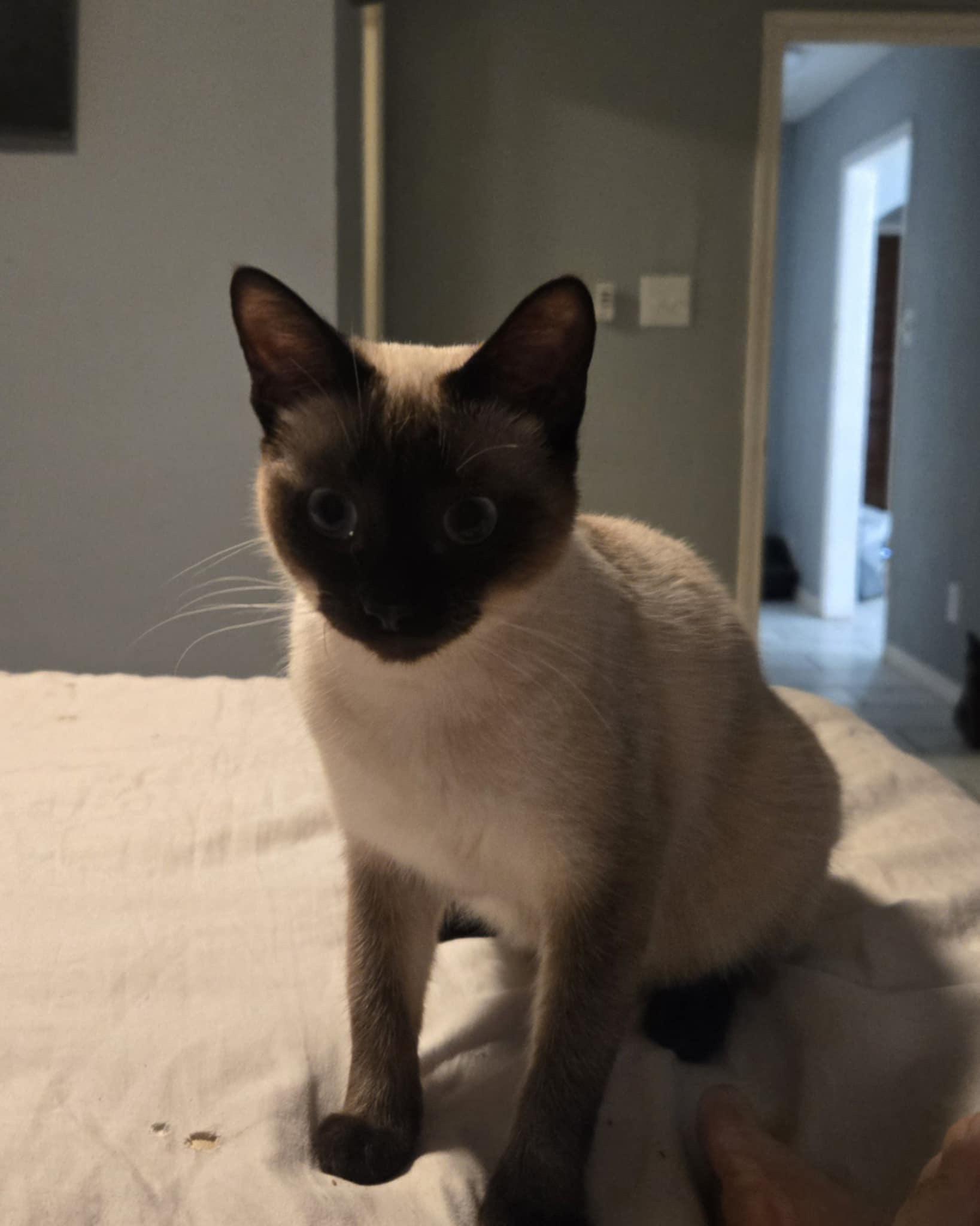 Jasmine (#2), an adoptable Siamese in Mabank, TX image 2/3