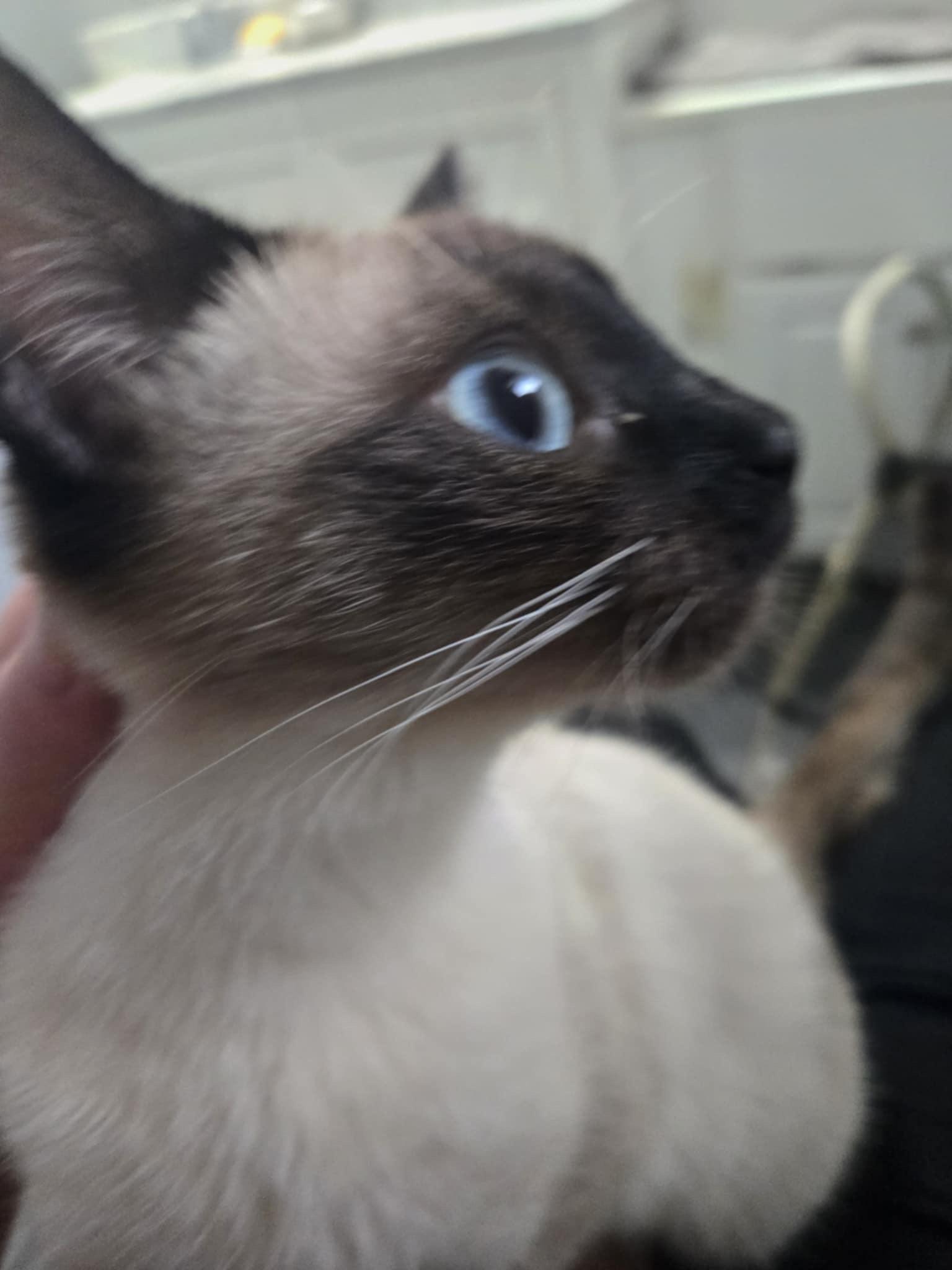 Jasmine (#2), an adoptable Siamese in Mabank, TX image 3/3