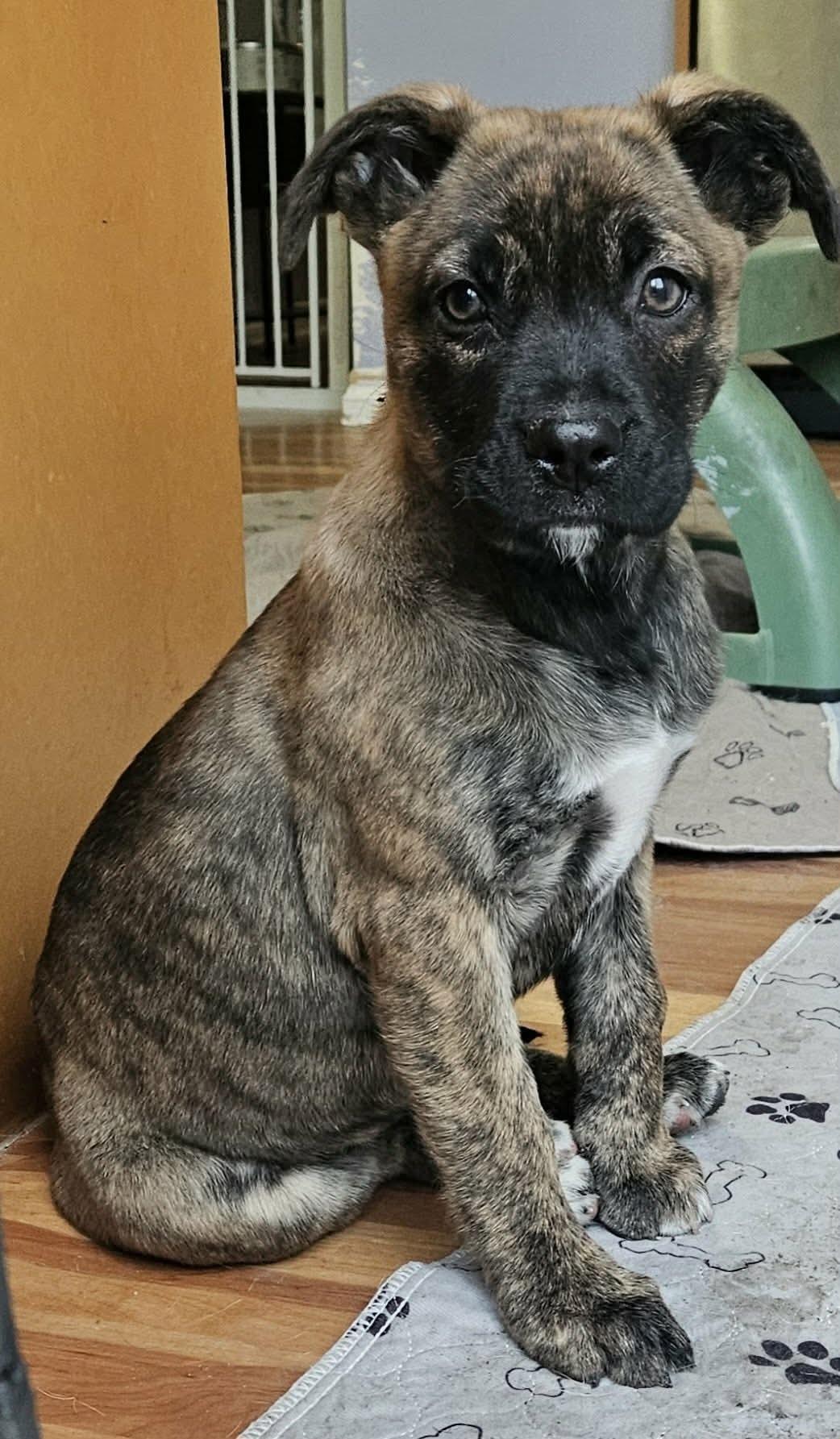 Enlarge Lyra, a Adoptable mixed breed in Winnipeg, MB image 3/4