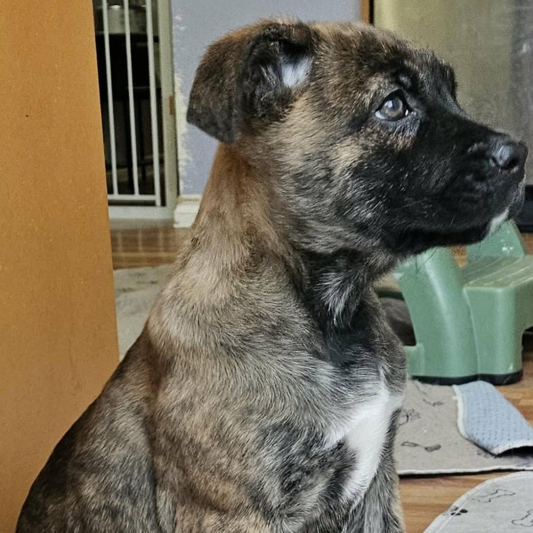 Enlarge Lyra, a Adoptable mixed breed in Winnipeg, MB image 4/4