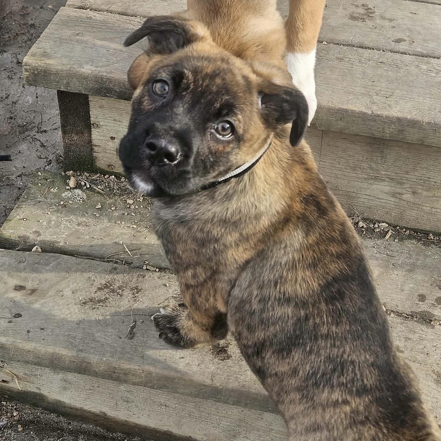 Enlarge Lyra, a Adoptable mixed breed in Winnipeg, MB image 2/4