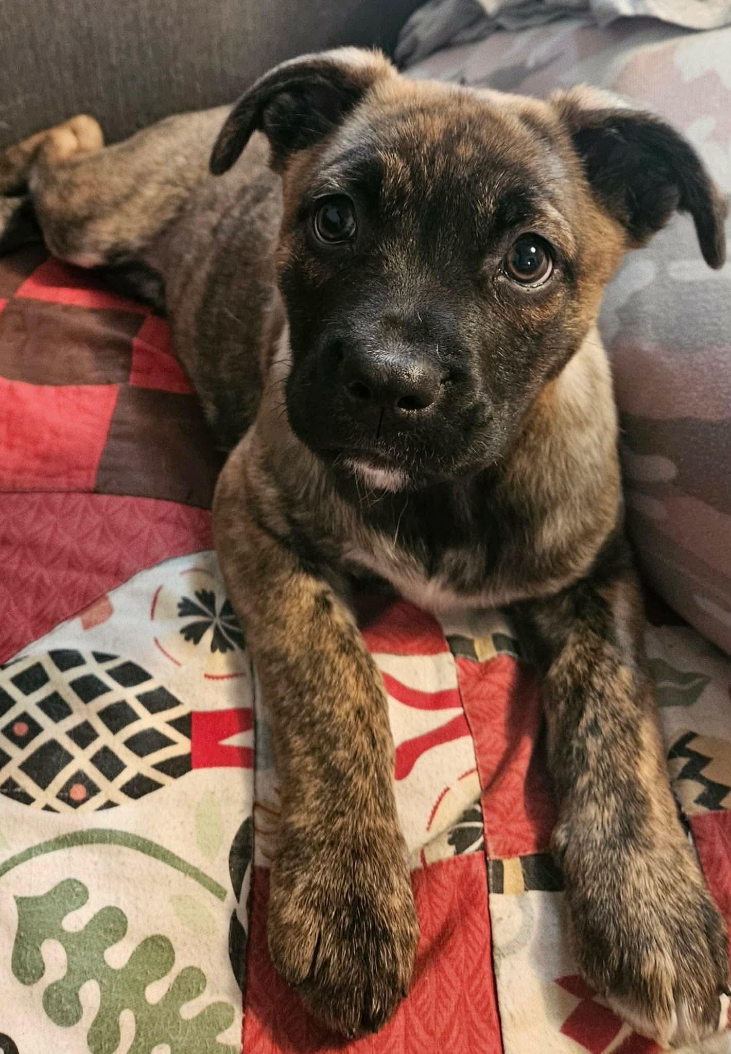 Enlarge Lyra, a Adoptable mixed breed in Winnipeg, MB image 1/4