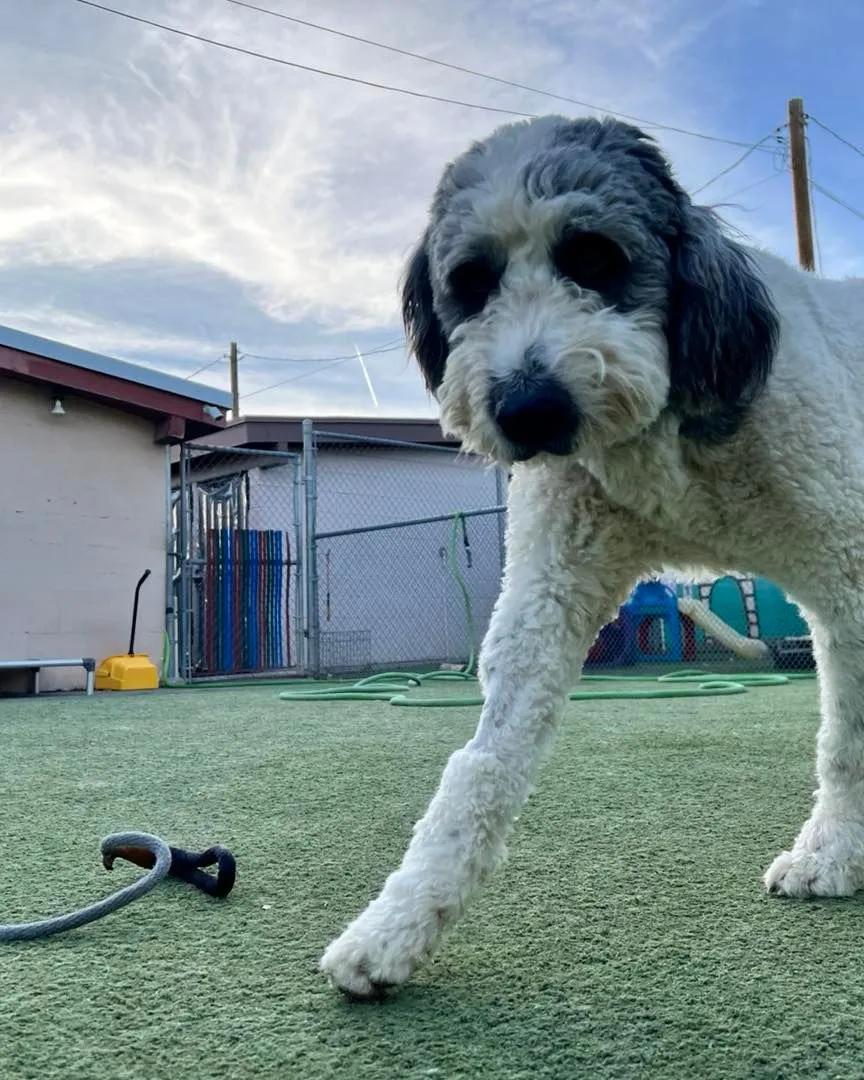 Enlarge Hammy, a Adoptable mixed breed in Yukon, OK image 3/3