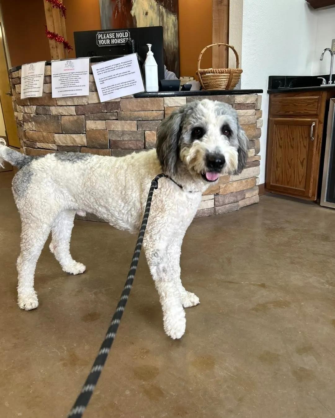 Enlarge Hammy, a Adoptable mixed breed in Yukon, OK image 2/3