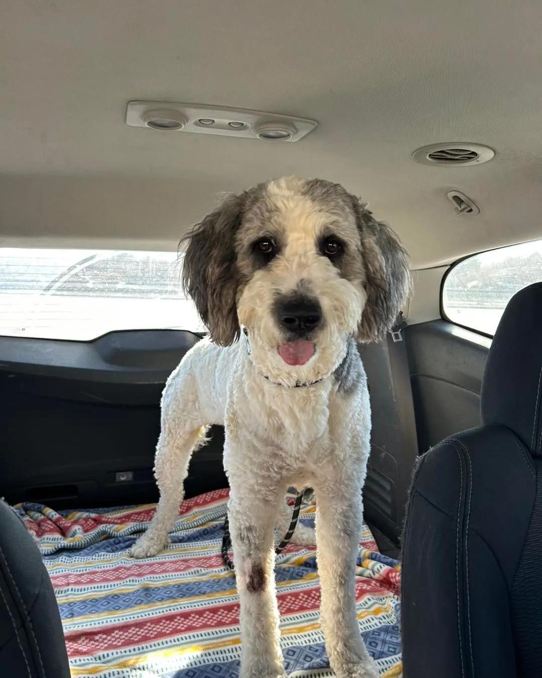 Hammy, Adoptable, Young Male Old English Sheepdog & Poodle.