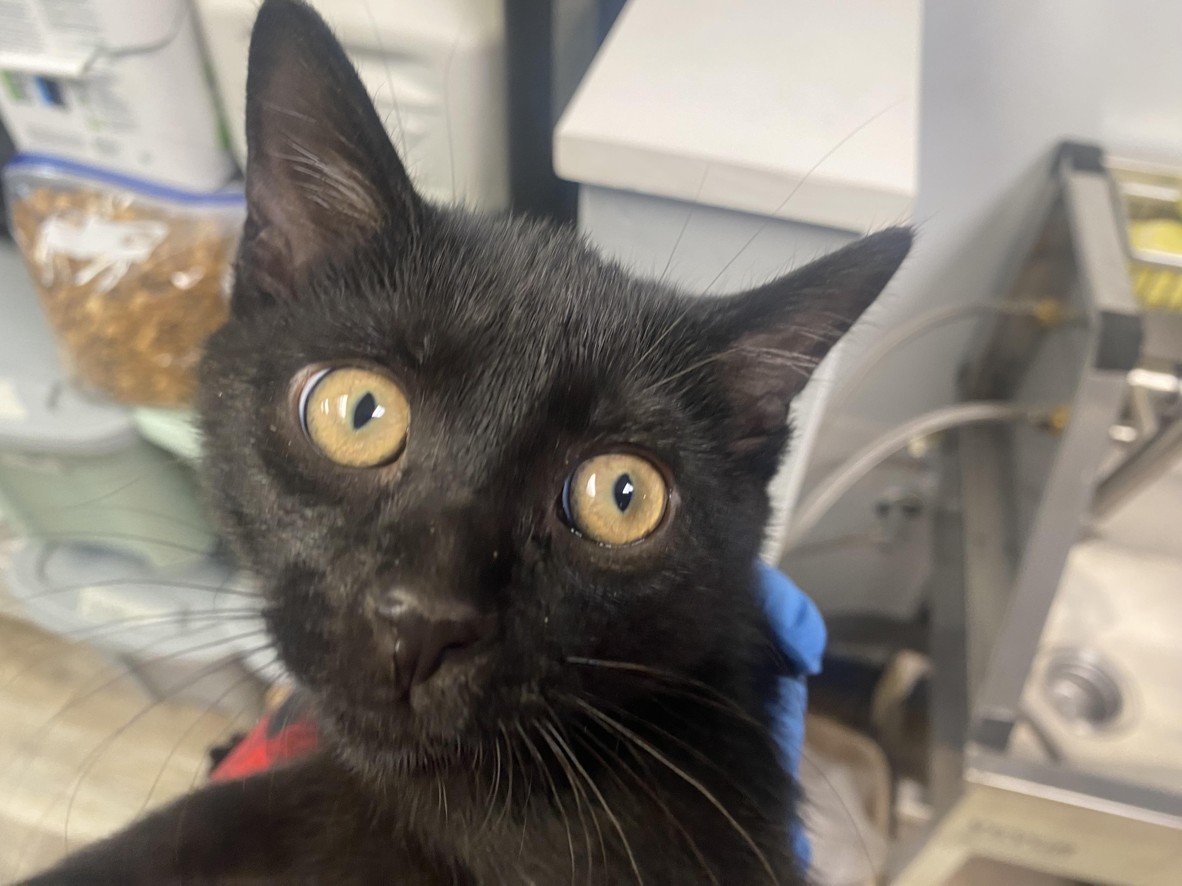 Enlarge Toothless, a ADOPTABLE Domestic Short Hair in Columbus, OH image 5/5