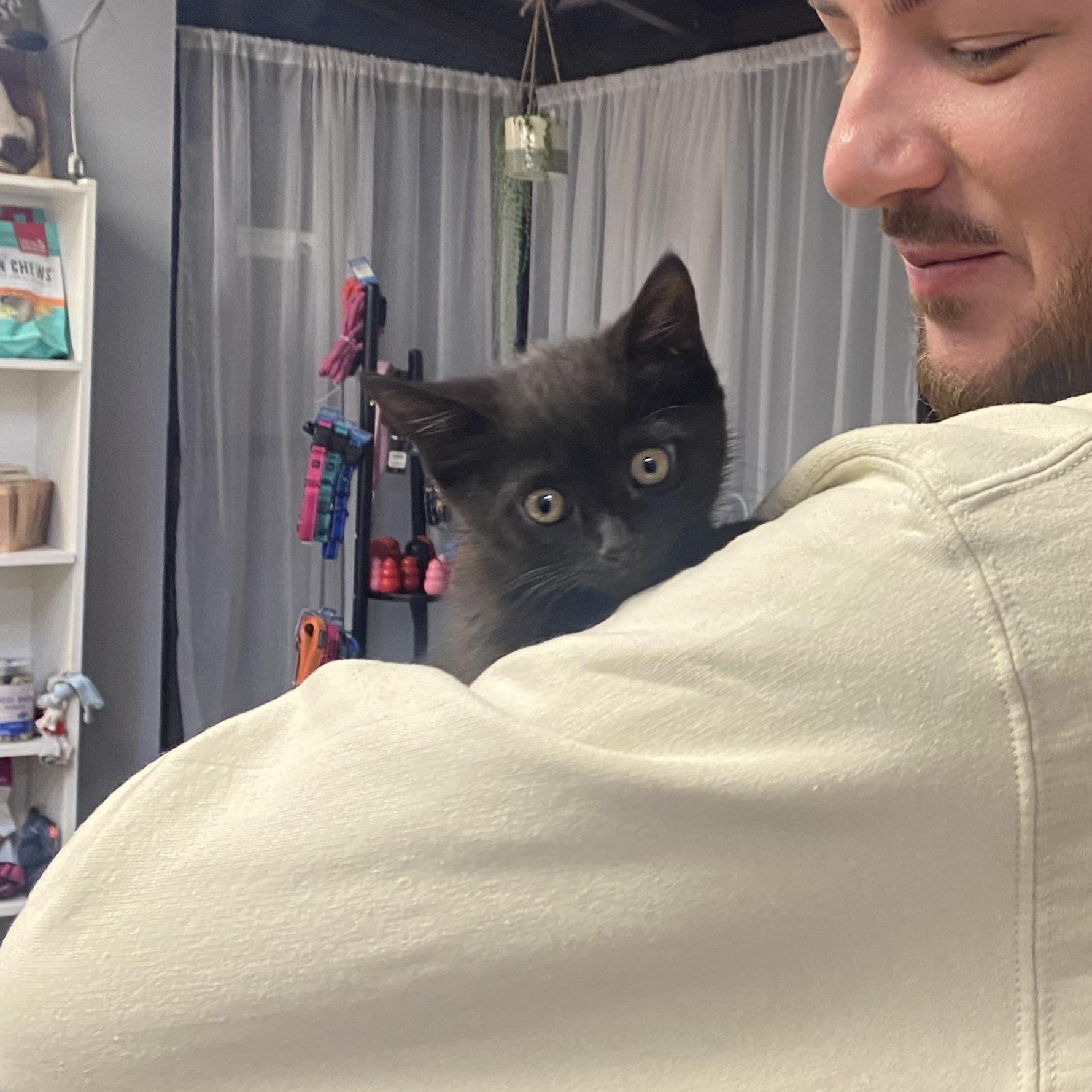 Enlarge Toothless, a ADOPTABLE Domestic Short Hair in Columbus, OH image 1/5