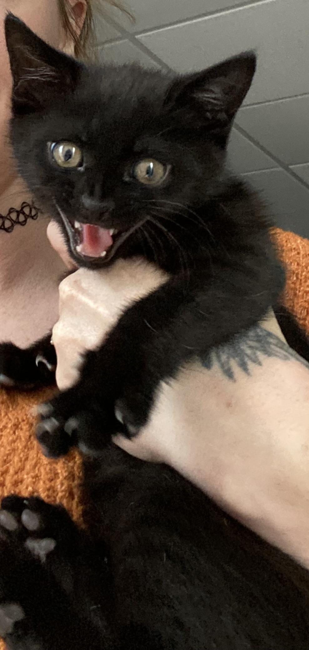 Enlarge Toothless, a ADOPTABLE Domestic Short Hair in Columbus, OH image 2/5