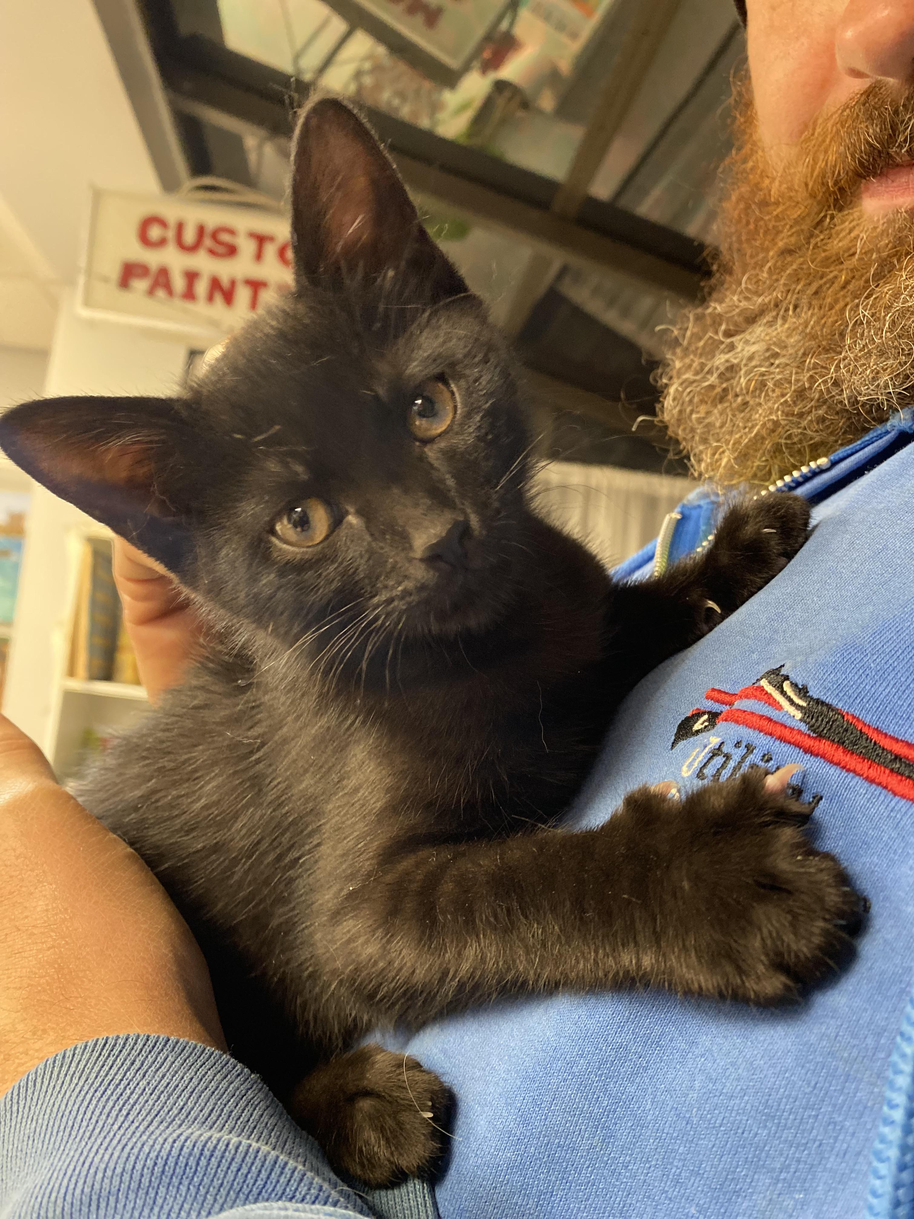 Enlarge Toothless, a ADOPTABLE Domestic Short Hair in Columbus, OH image 3/5