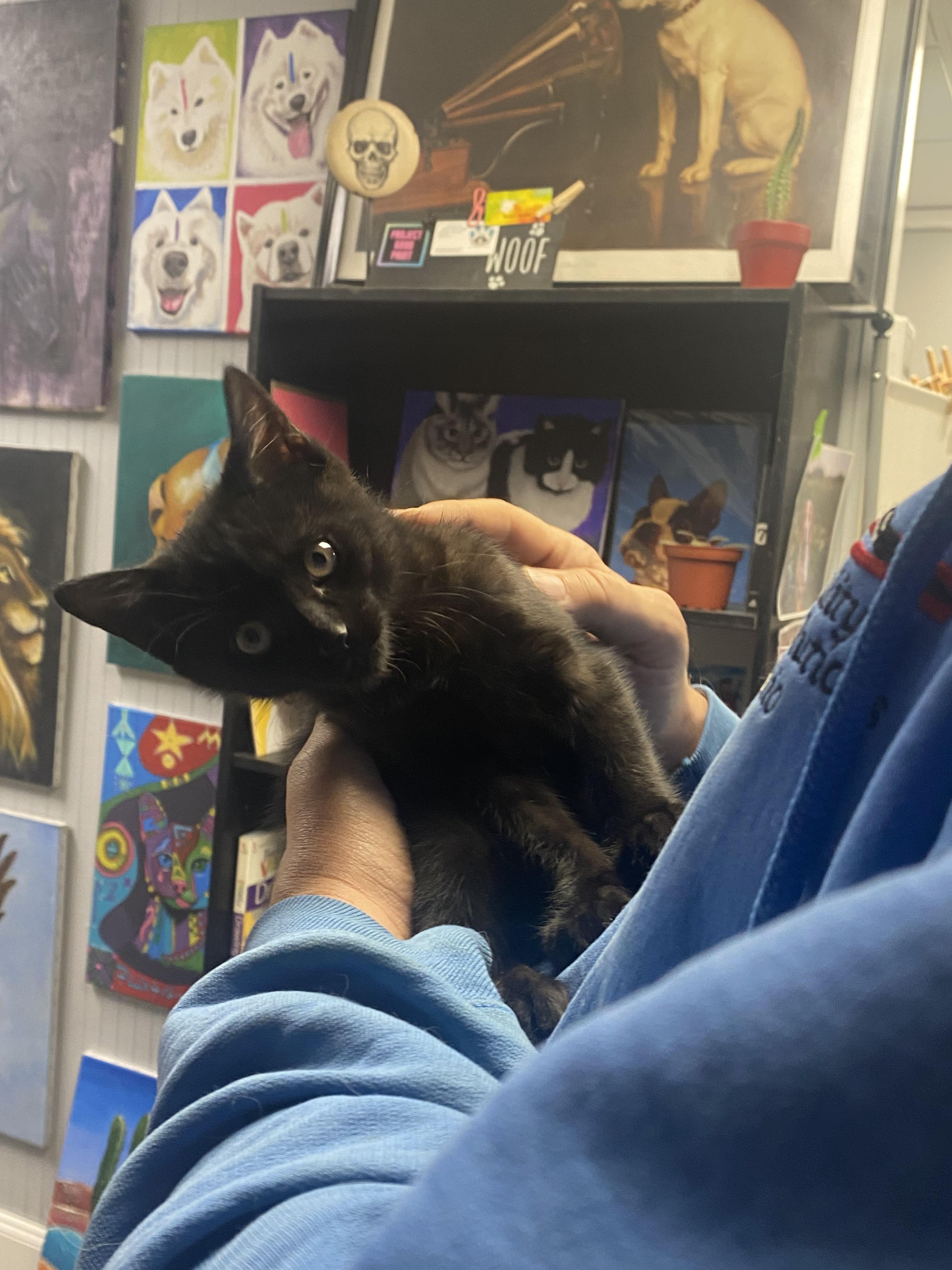 Enlarge Toothless, a ADOPTABLE Domestic Short Hair in Columbus, OH image 4/5