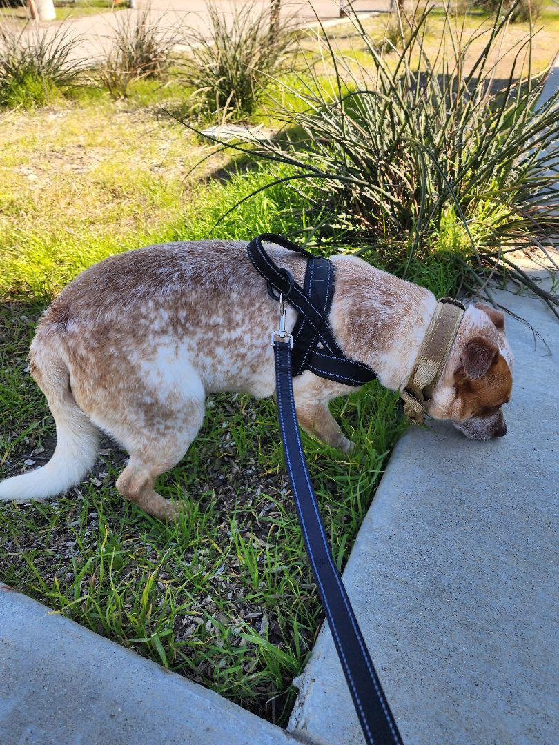 Cash , Adopted, Adult Male Australian Cattle Dog / Blue Heeler & Cardigan Welsh Corgi.