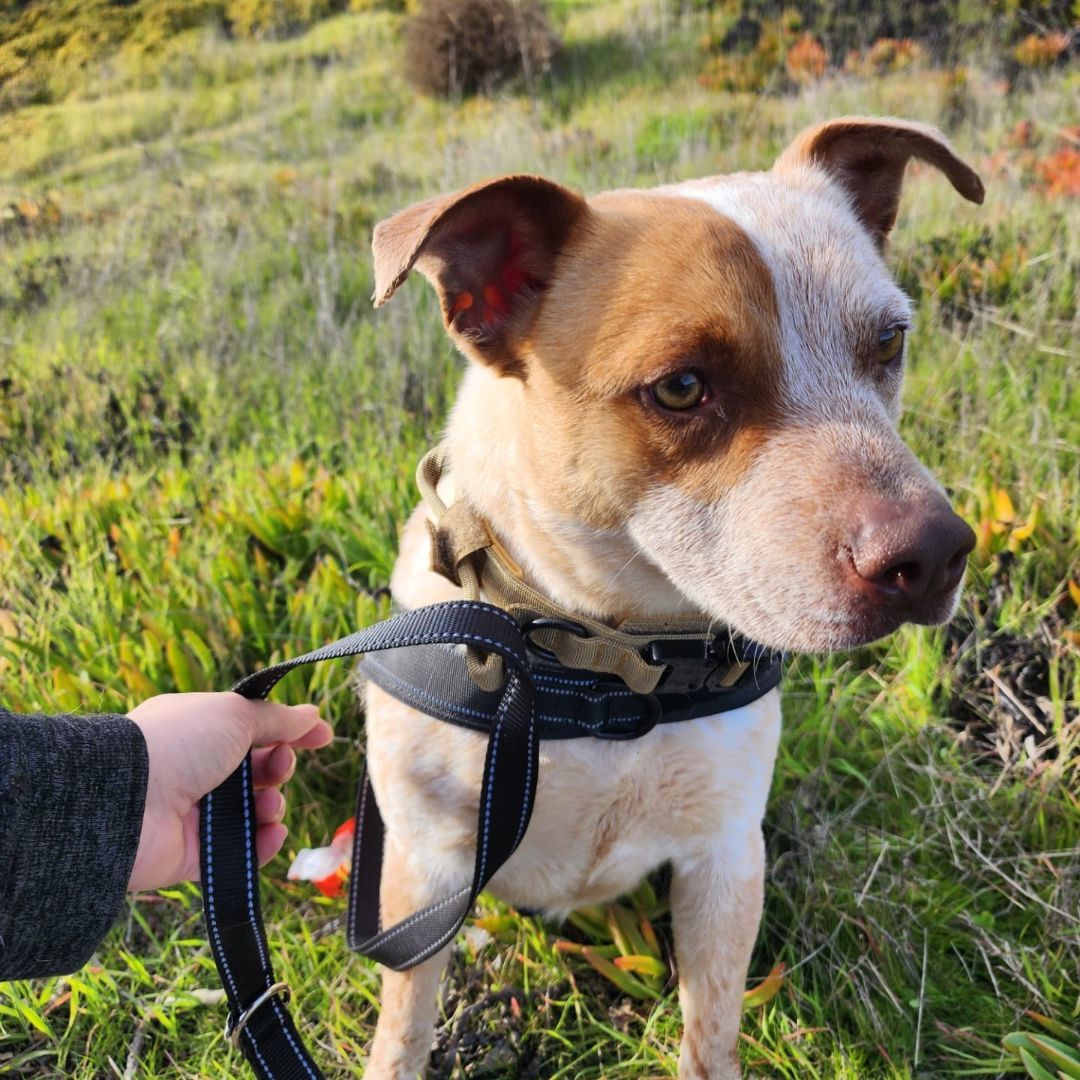Cash , a Adopted mixed breed in Santa Clara, CA image 3/6