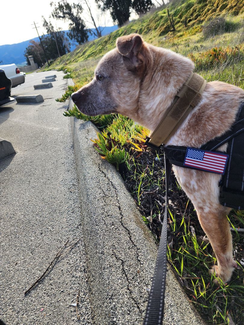 Cash , a Adopted mixed breed in Santa Clara, CA image 4/6