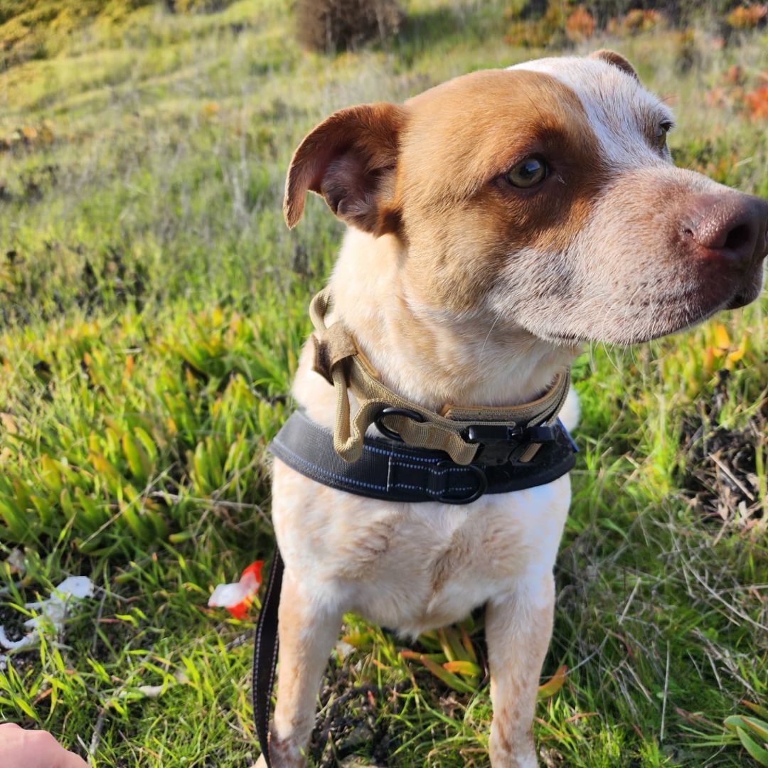 Cash , a Adopted mixed breed in Santa Clara, CA image 5/6