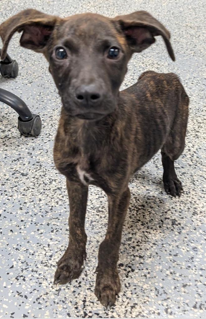 Charlie, Adoptable, Puppy Male Pit Bull Terrier.