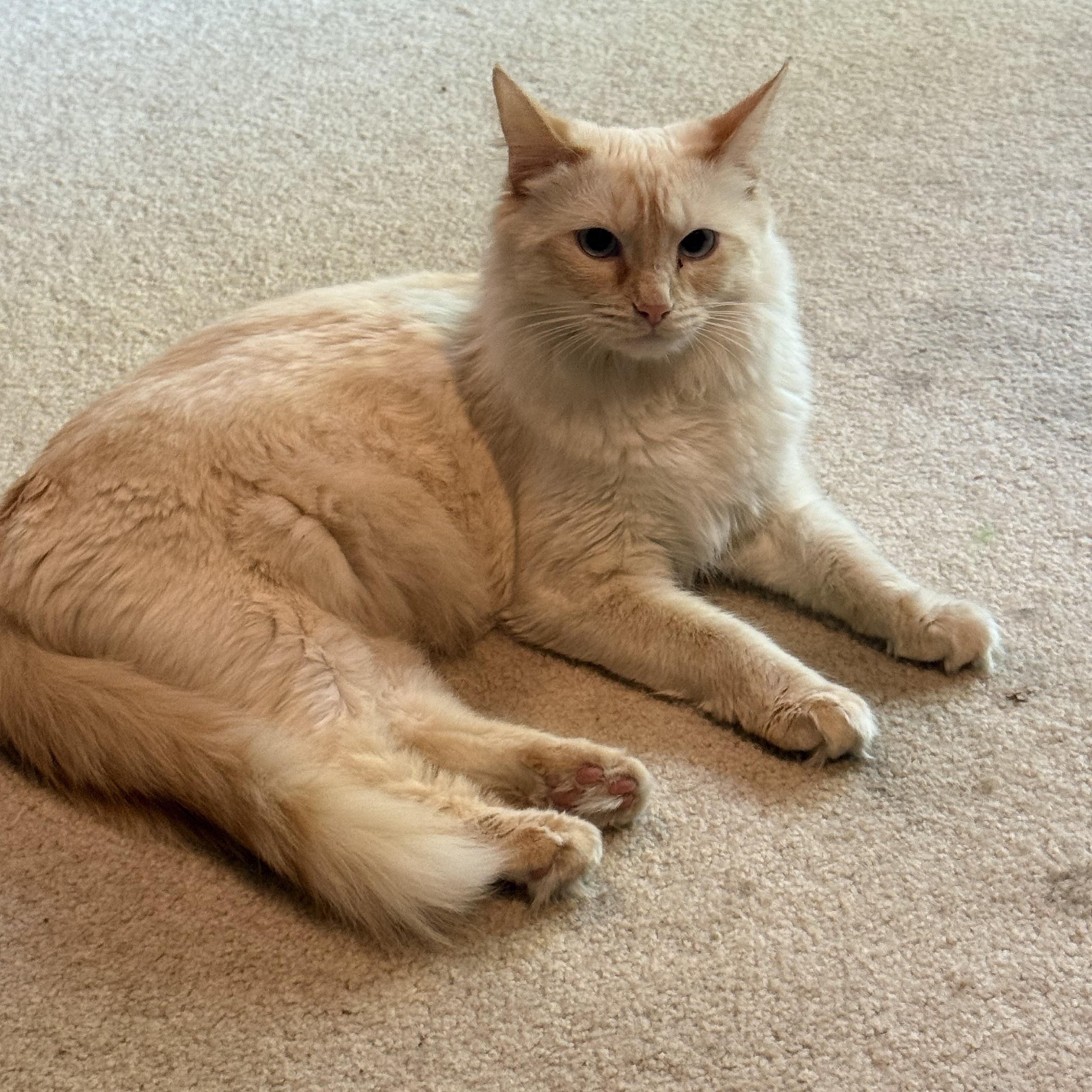 Opal photo