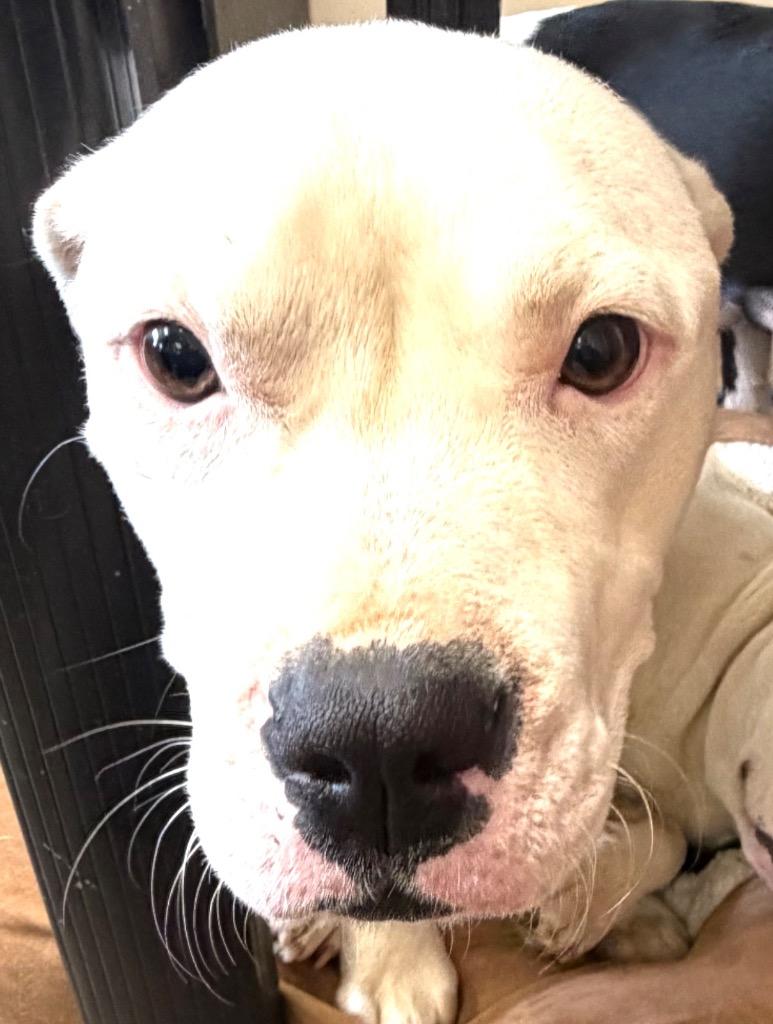 Enlarge Keisha, a Adoptable mixed breed in Springfield, OH image 1/1