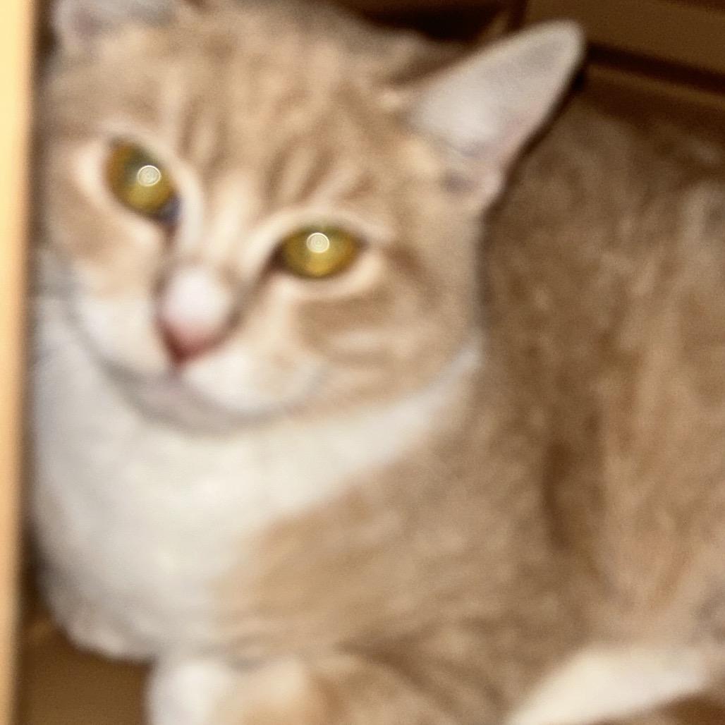 Enlarge tang, a Adoptable Domestic Short Hair in Veneta, OR image 1/1