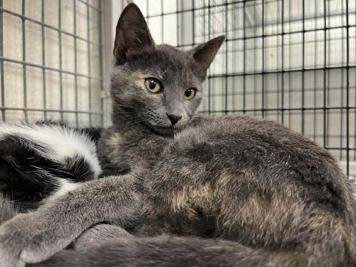 Chrissy, Adoptable, Young Female Domestic Short Hair.