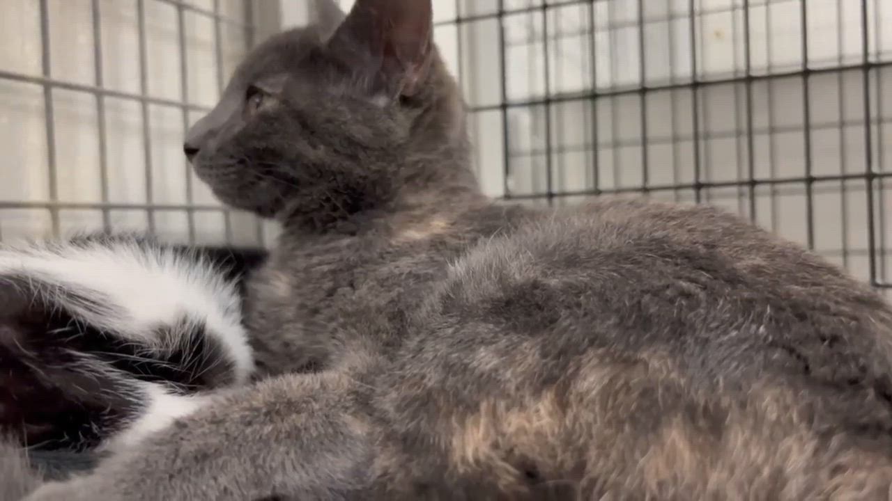 Enlarge Chrissy, a Adoptable mixed breed in Port Lavaca, TX video 2/2