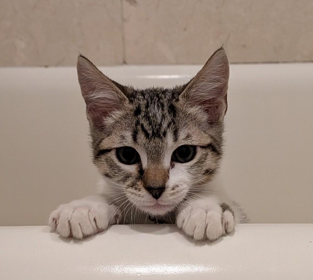 Opalite, Adoptable, Kitten Female Domestic Short Hair & Siamese.