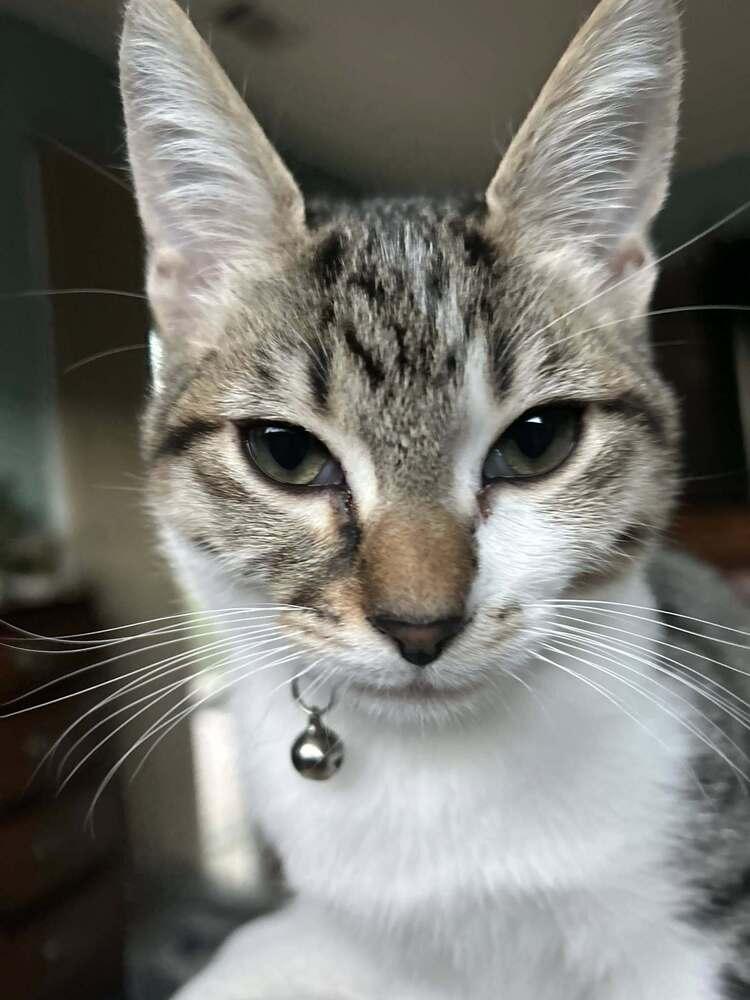 Enlarge Opalite, a Adopted mixed breed in Pacifica, CA image 2/6