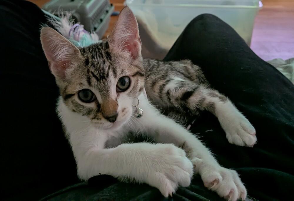 Enlarge Opalite, a Adopted mixed breed in Pacifica, CA image 3/6