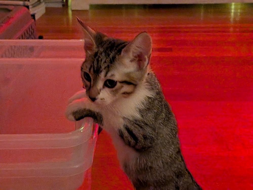 Enlarge Opalite, a Adopted mixed breed in Pacifica, CA image 4/6