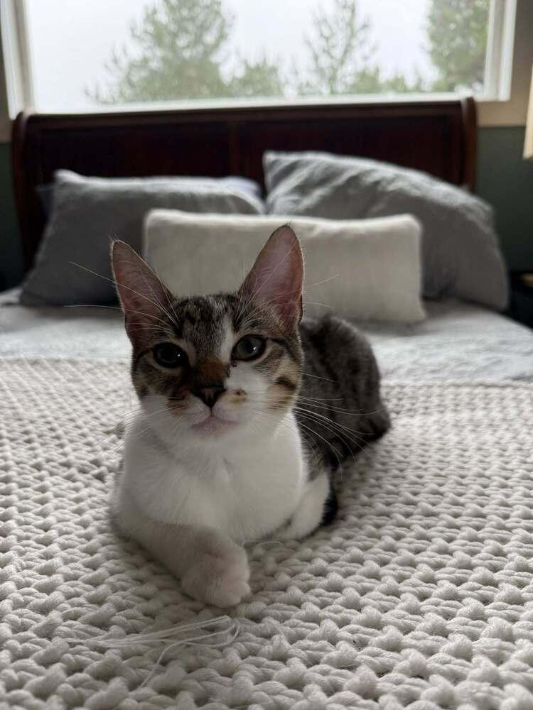 Enlarge Opalite, a Adopted mixed breed in Pacifica, CA image 5/6