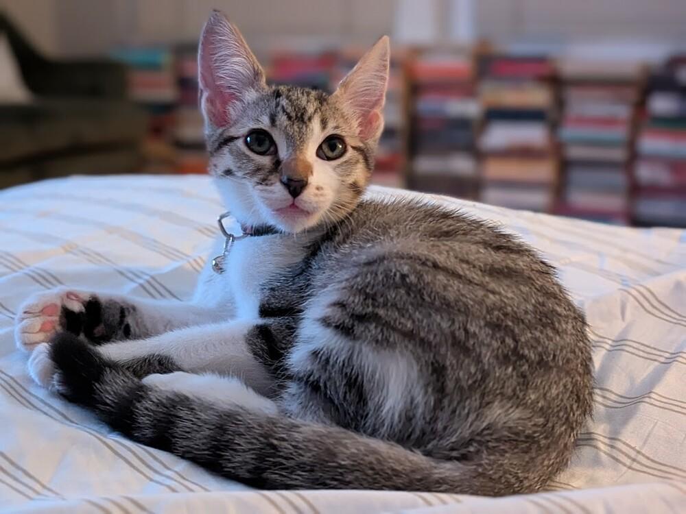 Enlarge Opalite, a Adopted mixed breed in Pacifica, CA image 6/6