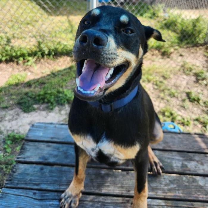 Enlarge Reginald, a Adoptable mixed breed in Corpus Christi, TX image 1/6