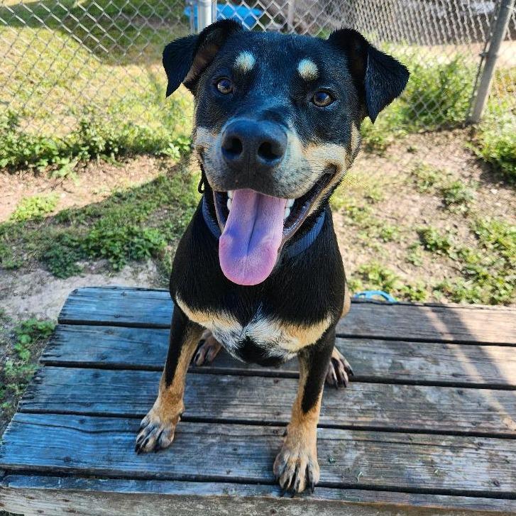 Enlarge Reginald, a Adoptable mixed breed in Corpus Christi, TX image 2/6