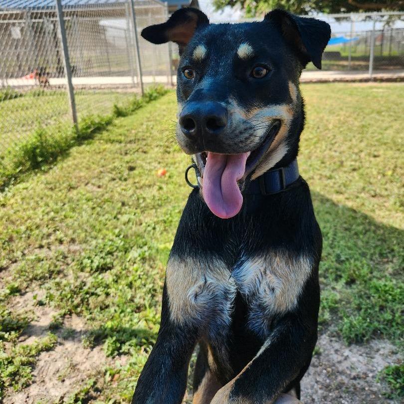 Enlarge Reginald, a Adoptable mixed breed in Corpus Christi, TX image 3/6
