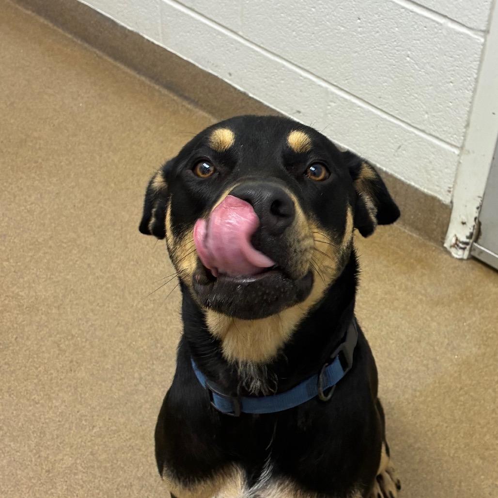 Enlarge Reginald, a Adoptable mixed breed in Corpus Christi, TX image 4/6