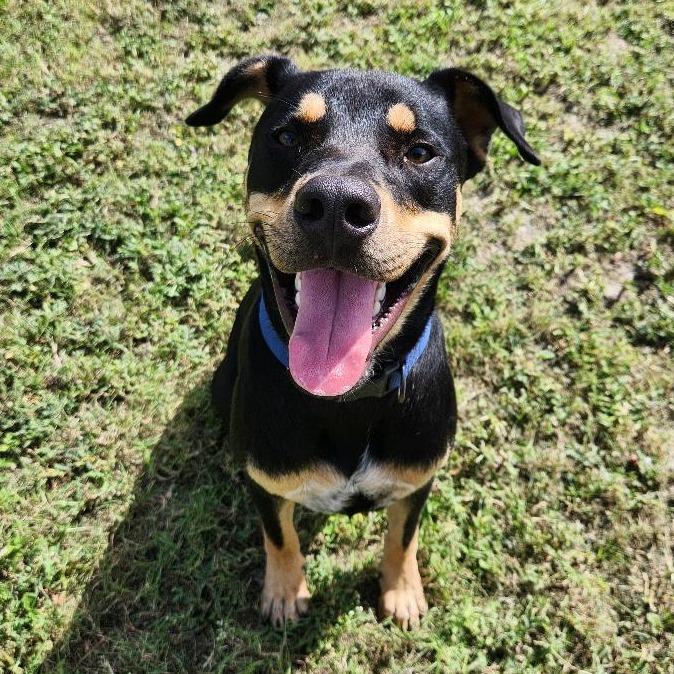 Enlarge Reginald, a Adoptable mixed breed in Corpus Christi, TX image 5/6