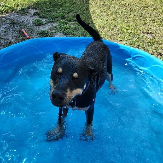 Enlarge Reginald, a Adoptable mixed breed in Corpus Christi, TX image 6/6