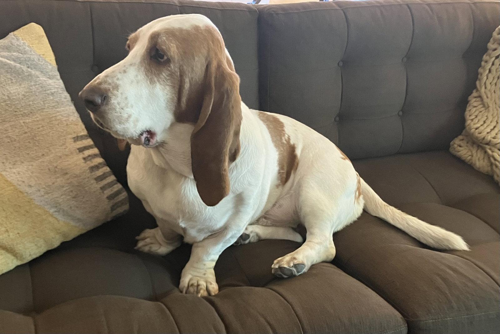 Hank photo
