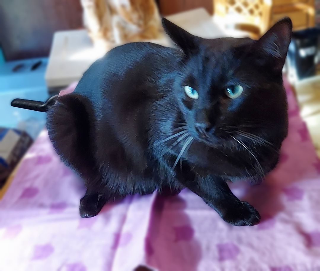 Milo, a Adoptable Domestic Short Hair in RIVERSIDE, CA image 1/3