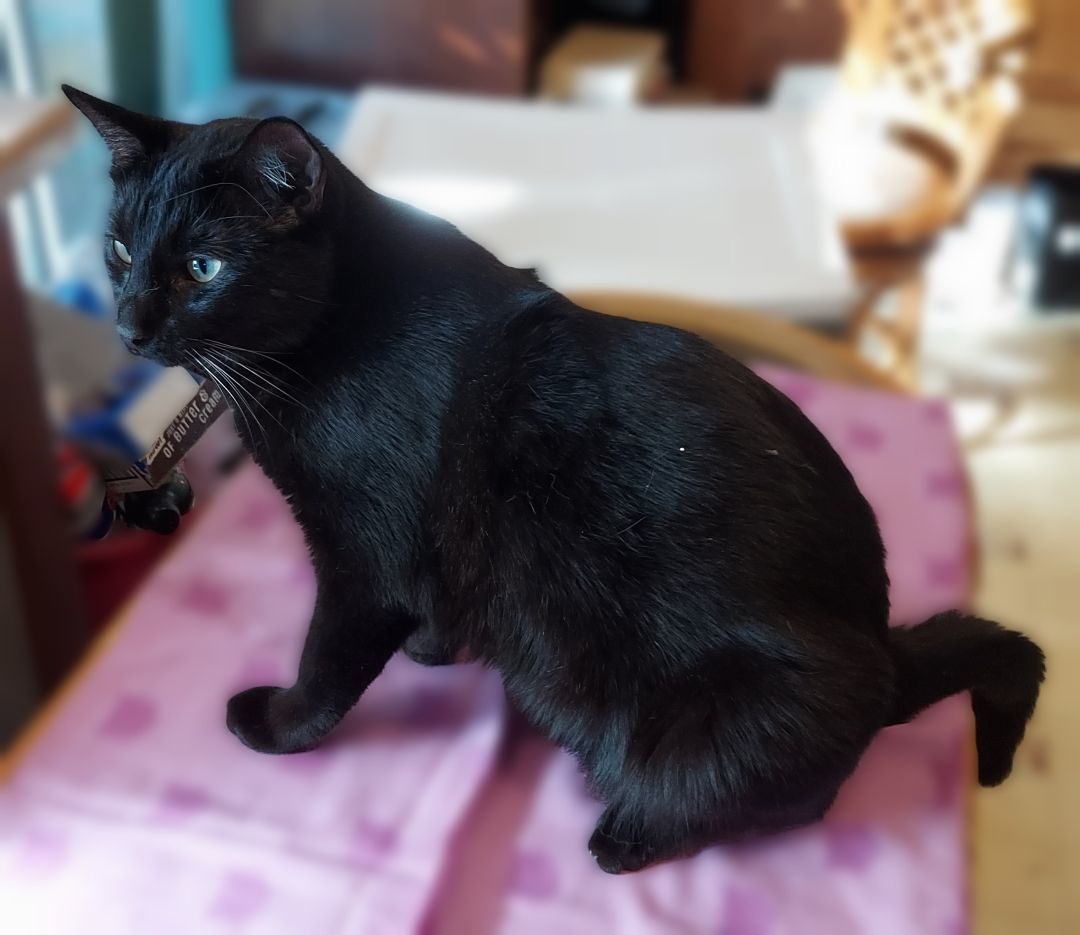 Milo, a Adoptable Domestic Short Hair in RIVERSIDE, CA image 2/3