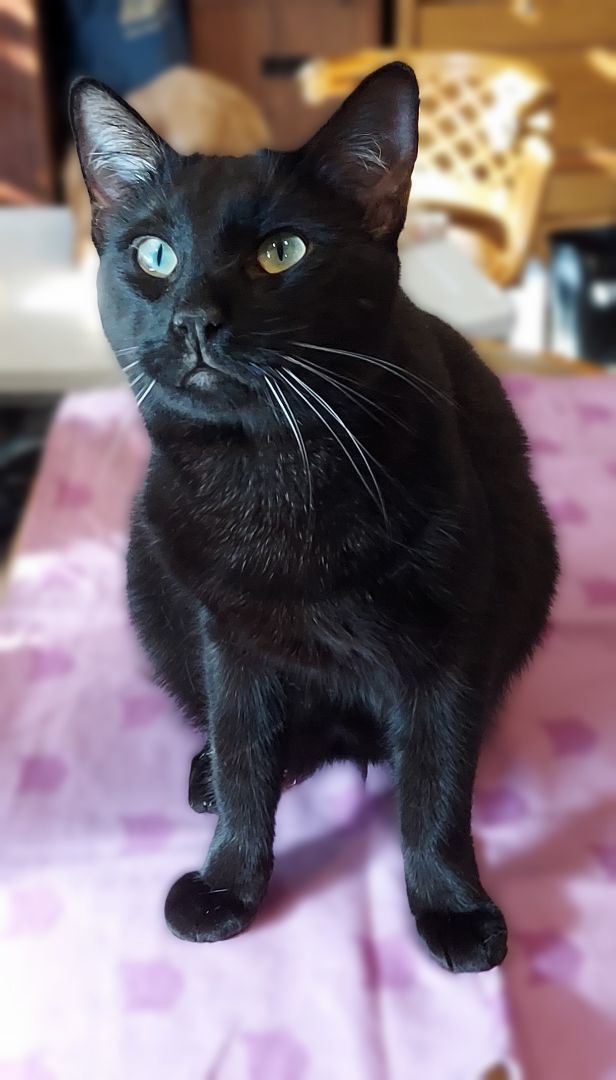 Milo, a Adoptable Domestic Short Hair in RIVERSIDE, CA image 3/3