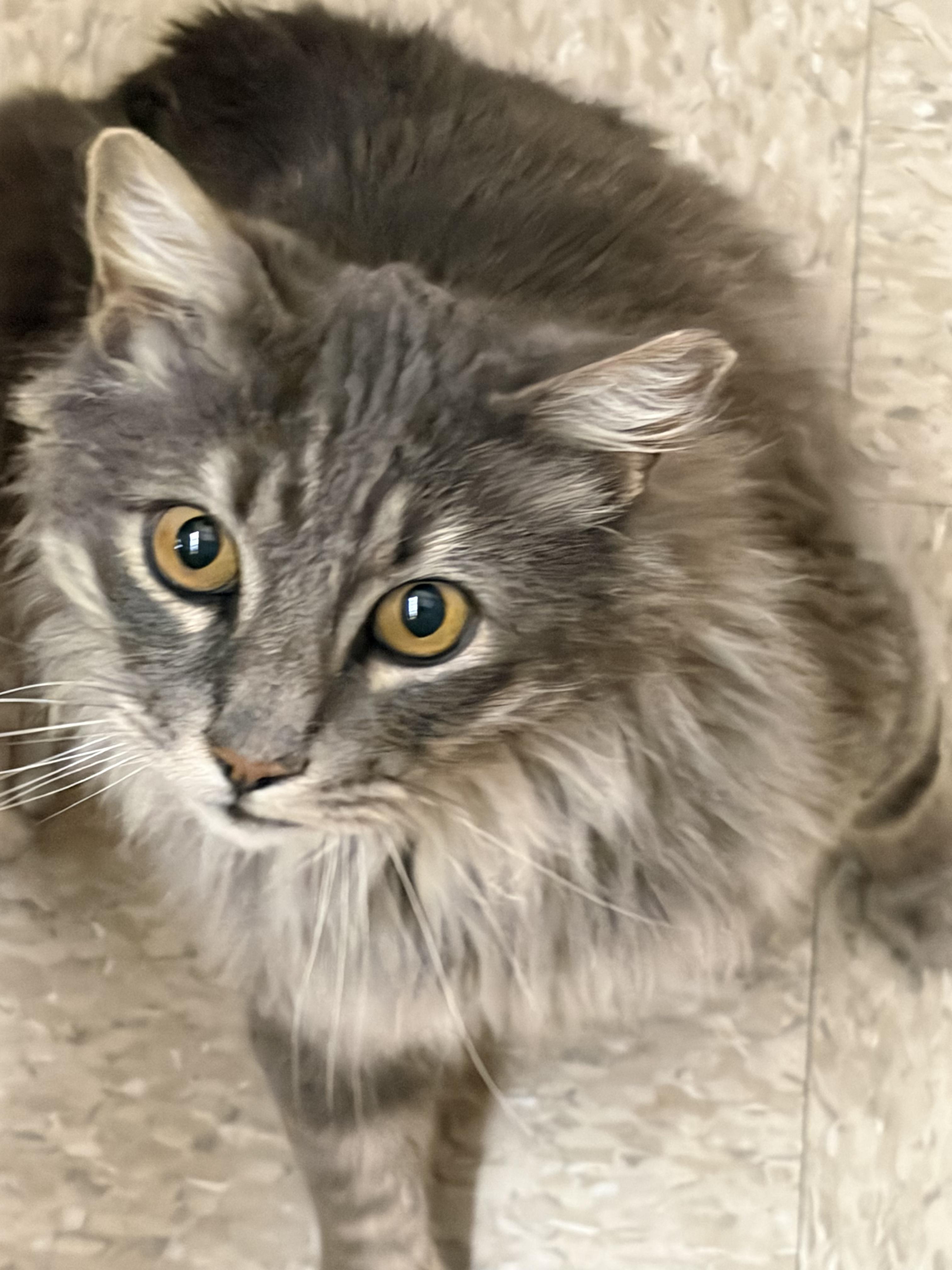 Bosco, a Adoptable mixed breed in Albuquerque, NM image 1/6